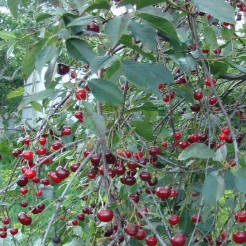 Вишня обыкновенная Владимирская